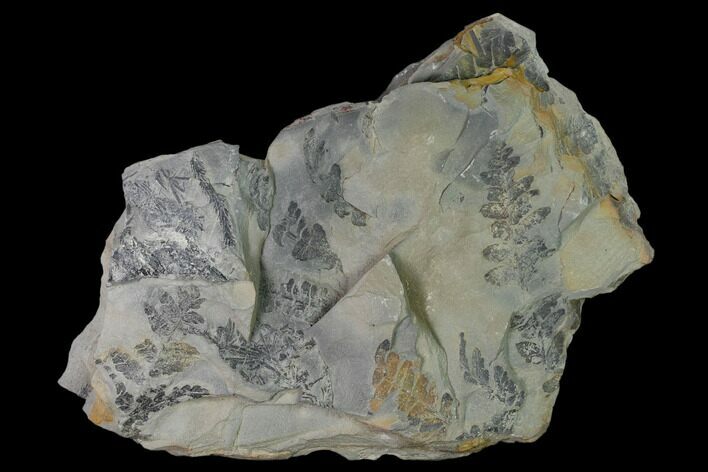 Pennsylvanian Fossil Flora Plate - Kentucky #158863